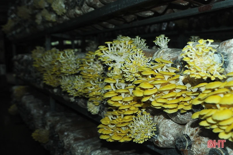 Mục sở thị loại nấm đẹp như hoa lần đầu trồng ở Hà Tĩnh