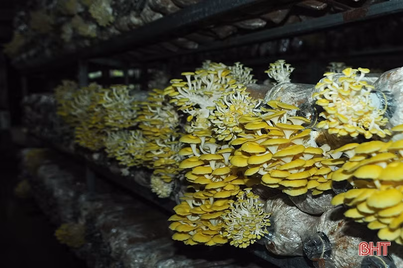 Mục sở thị loại nấm đẹp như hoa lần đầu trồng ở Hà Tĩnh