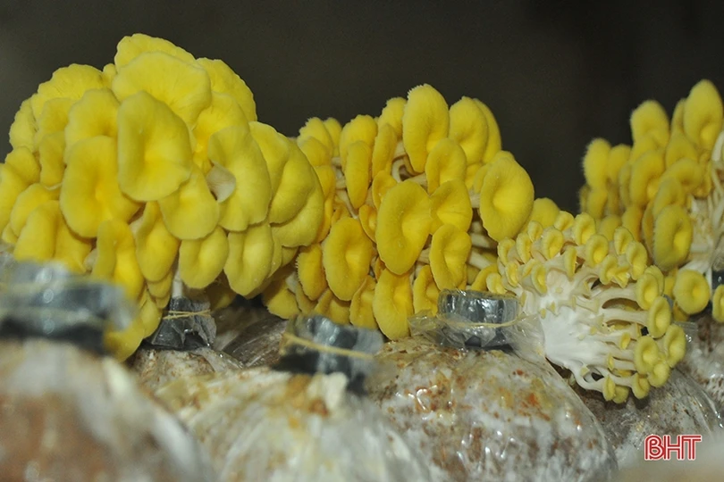 Mục sở thị loại nấm đẹp như hoa lần đầu trồng ở Hà Tĩnh