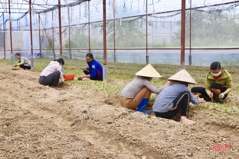 Làng hoa Lưu Vĩnh Sơn tất bật xuống giống vụ tết