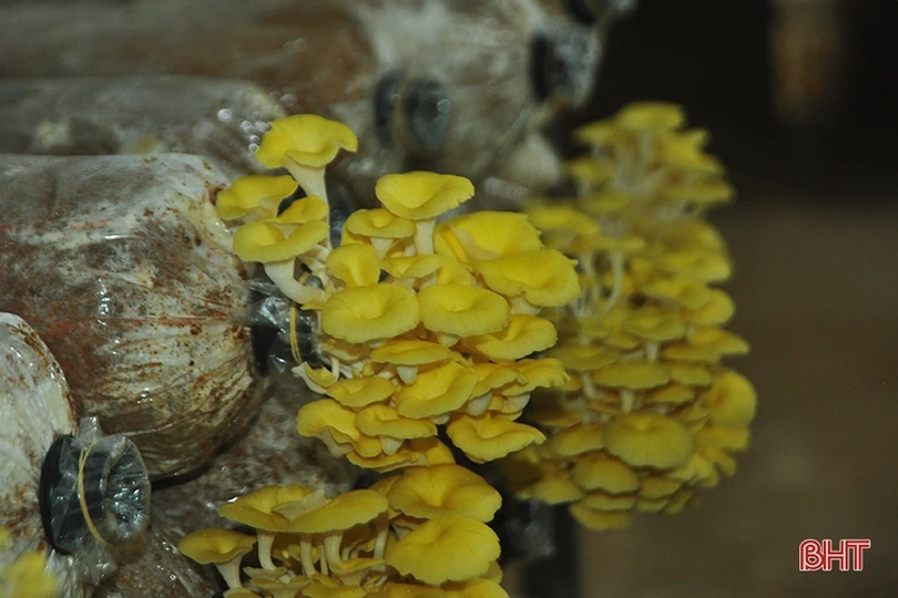 Mục sở thị loại nấm đẹp như hoa lần đầu trồng ở Hà Tĩnh