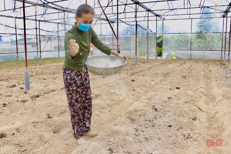 Làng hoa Lưu Vĩnh Sơn tất bật xuống giống vụ tết