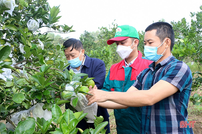 Phân bón hữu cơ Quế Lâm tăng hiệu quả sản xuất cam Khe Mây Hà Tĩnh