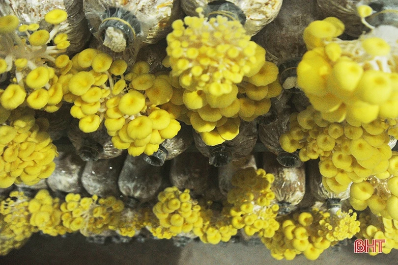 Mục sở thị loại nấm đẹp như hoa lần đầu trồng ở Hà Tĩnh