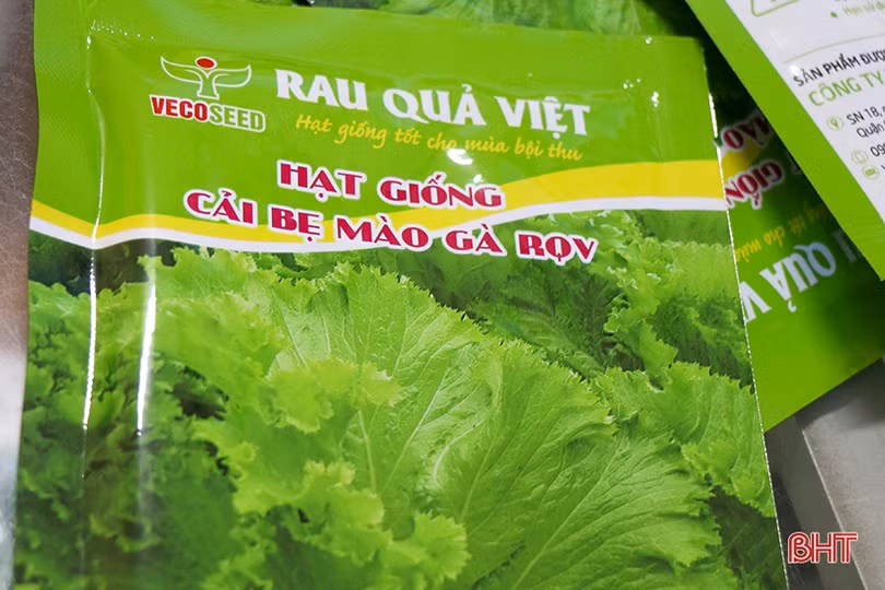 Kiểm soát chặt chẽ nguồn giống để vụ đông ở Hà Tĩnh giành thắng lợi