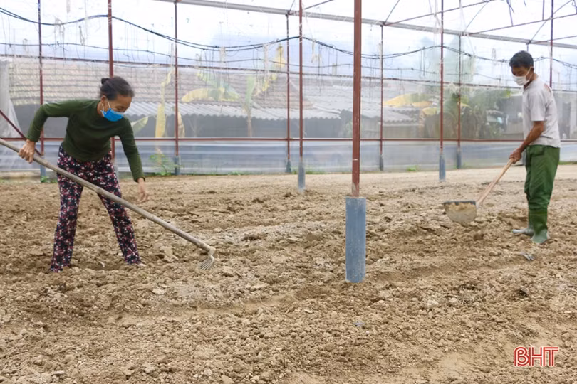 Làng hoa Lưu Vĩnh Sơn tất bật xuống giống vụ tết