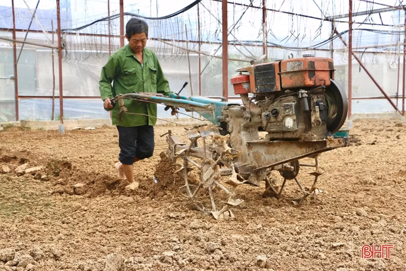 Làng hoa Lưu Vĩnh Sơn tất bật xuống giống vụ tết