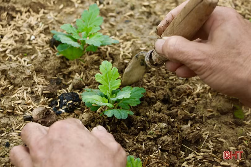 Làng hoa Lưu Vĩnh Sơn tất bật xuống giống vụ tết