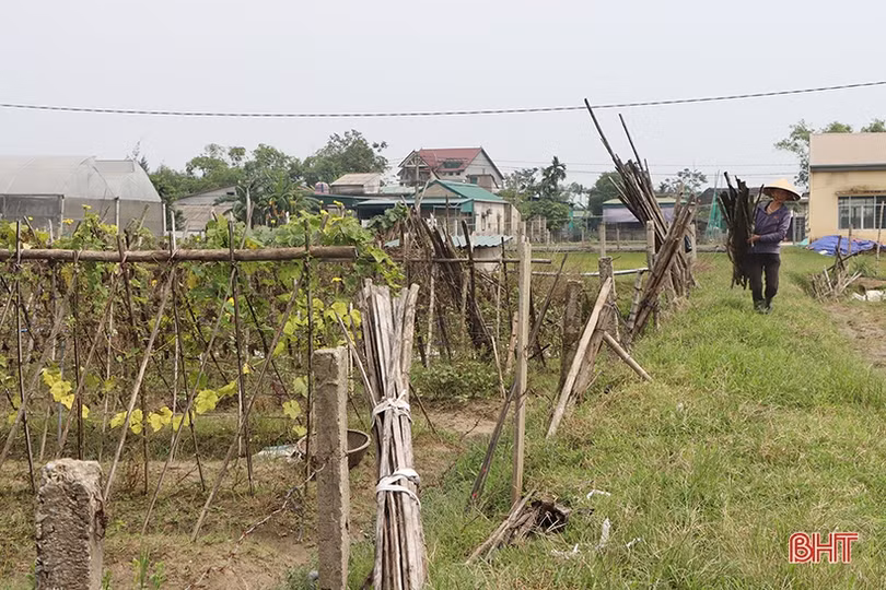 Nông dân Hà Tĩnh tất bật ra đồng sản xuất vụ đông