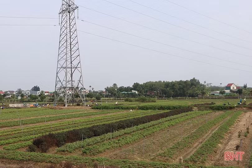 Nông dân Hà Tĩnh tất bật ra đồng sản xuất vụ đông