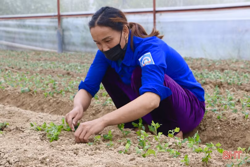 Làng hoa Lưu Vĩnh Sơn tất bật xuống giống vụ tết