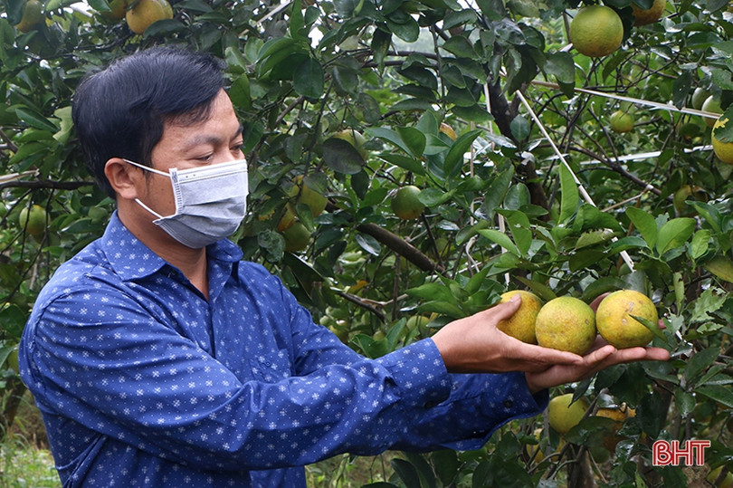 Phân bón hữu cơ Quế Lâm tăng hiệu quả sản xuất cam Khe Mây Hà Tĩnh