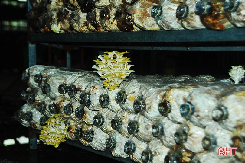 Mục sở thị loại nấm đẹp như hoa lần đầu trồng ở Hà Tĩnh