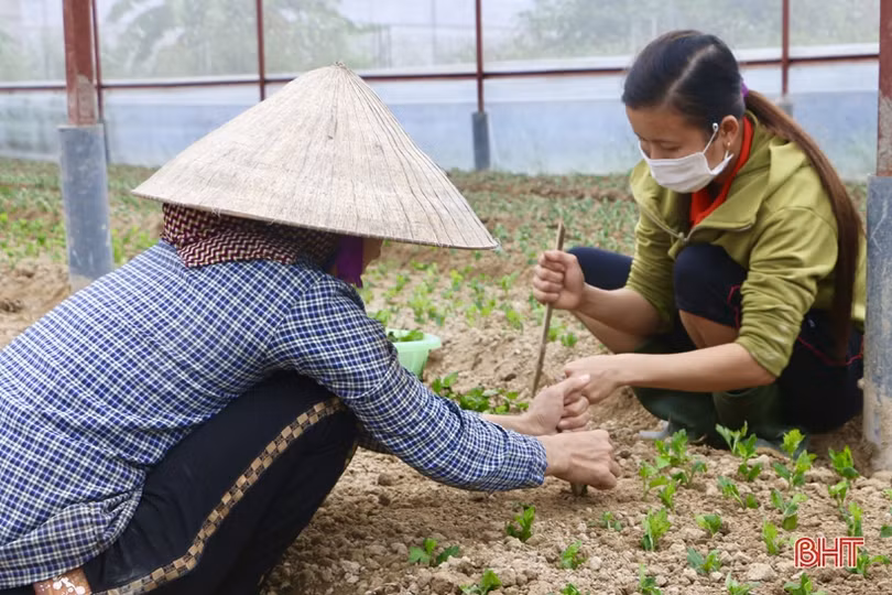 Làng hoa Lưu Vĩnh Sơn tất bật xuống giống vụ tết