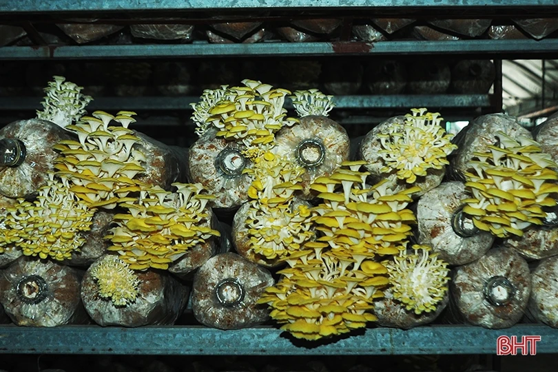 Mục sở thị loại nấm đẹp như hoa lần đầu trồng ở Hà Tĩnh