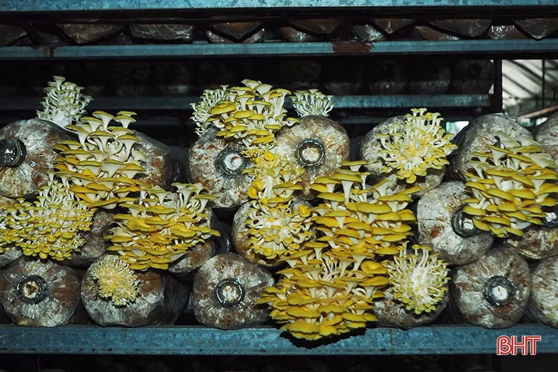 Mục sở thị loại nấm đẹp như hoa lần đầu trồng ở Hà Tĩnh