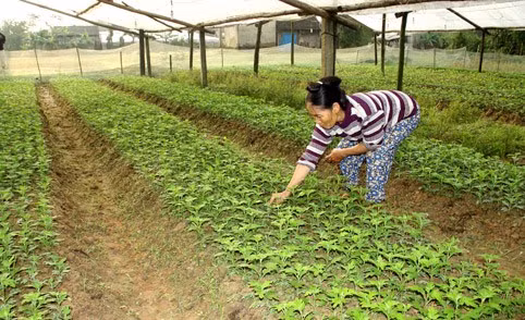 Bắc Sơn đã và đang hình thành làng trồng hoa cây cảnh tập trung với 25 hộ gia đình tham gia với thu nhập bình quân 30-35 triệu đồng/sào.