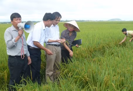 Lựa chọn giống cây trồng phù hợp với điều kiện thổ nhưỡng và khí hậu từng vùng sẽ góp phần mang lại hiệu quả sản xuất