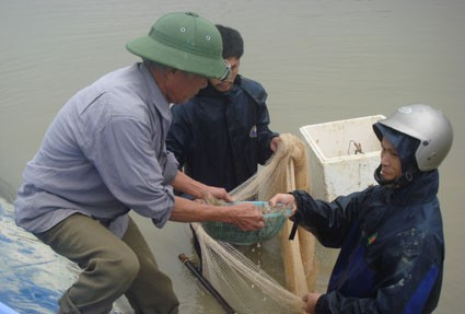Mô hình nuôi tôm thẻ ngày càng phát huy hiệu quả