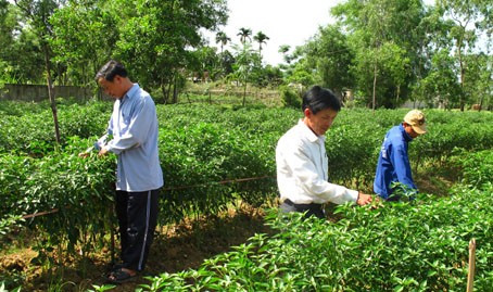 Các HTX trồng cây lâu năm, hàng năm sẽ được hỗ trợ lãi suất