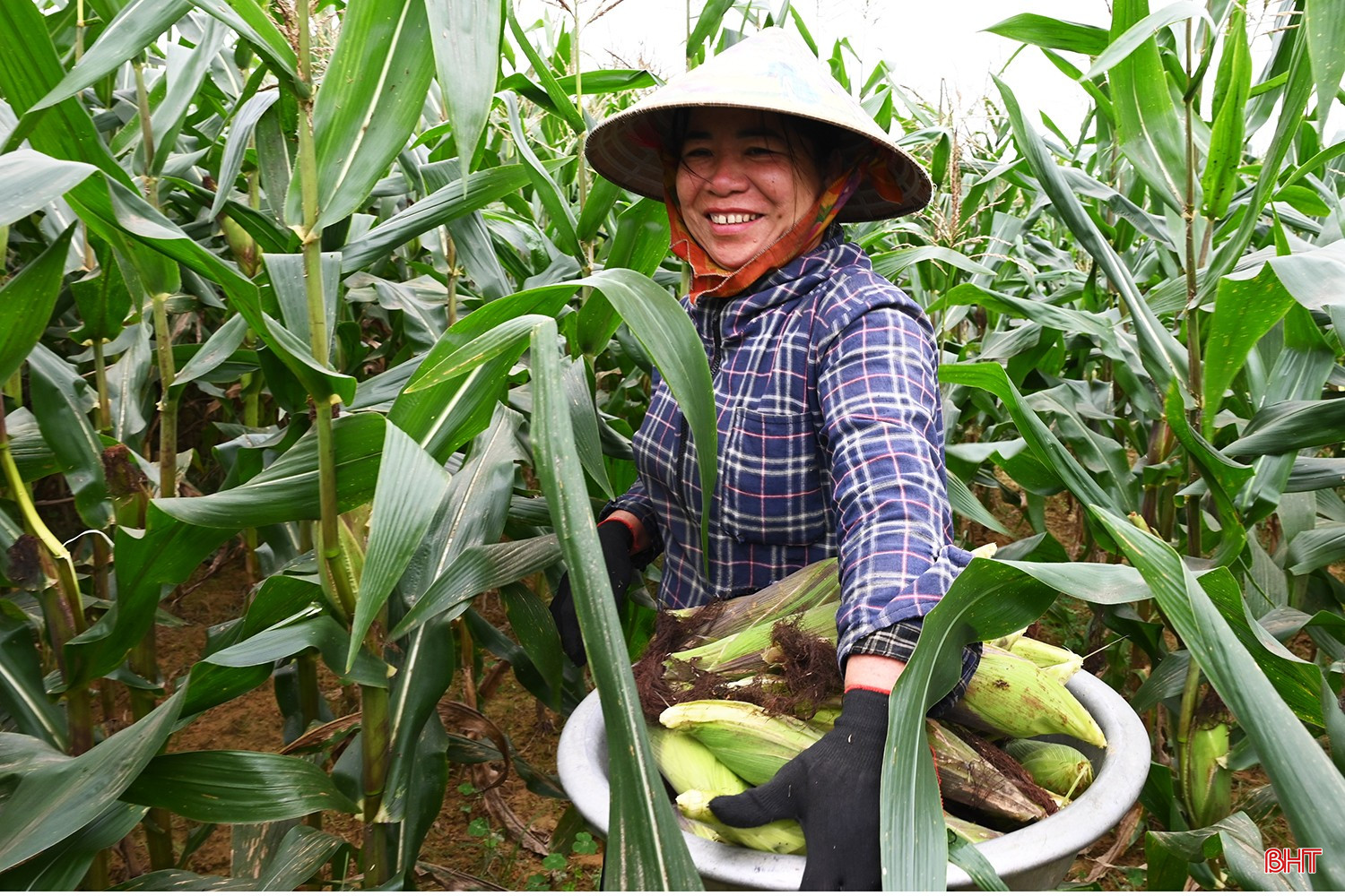 Chỉ sau khoảng 65 – 75 ngày gieo trồng, người dân đã thu hoạch chứ không chờ đến khi ngô già, khô hạt.