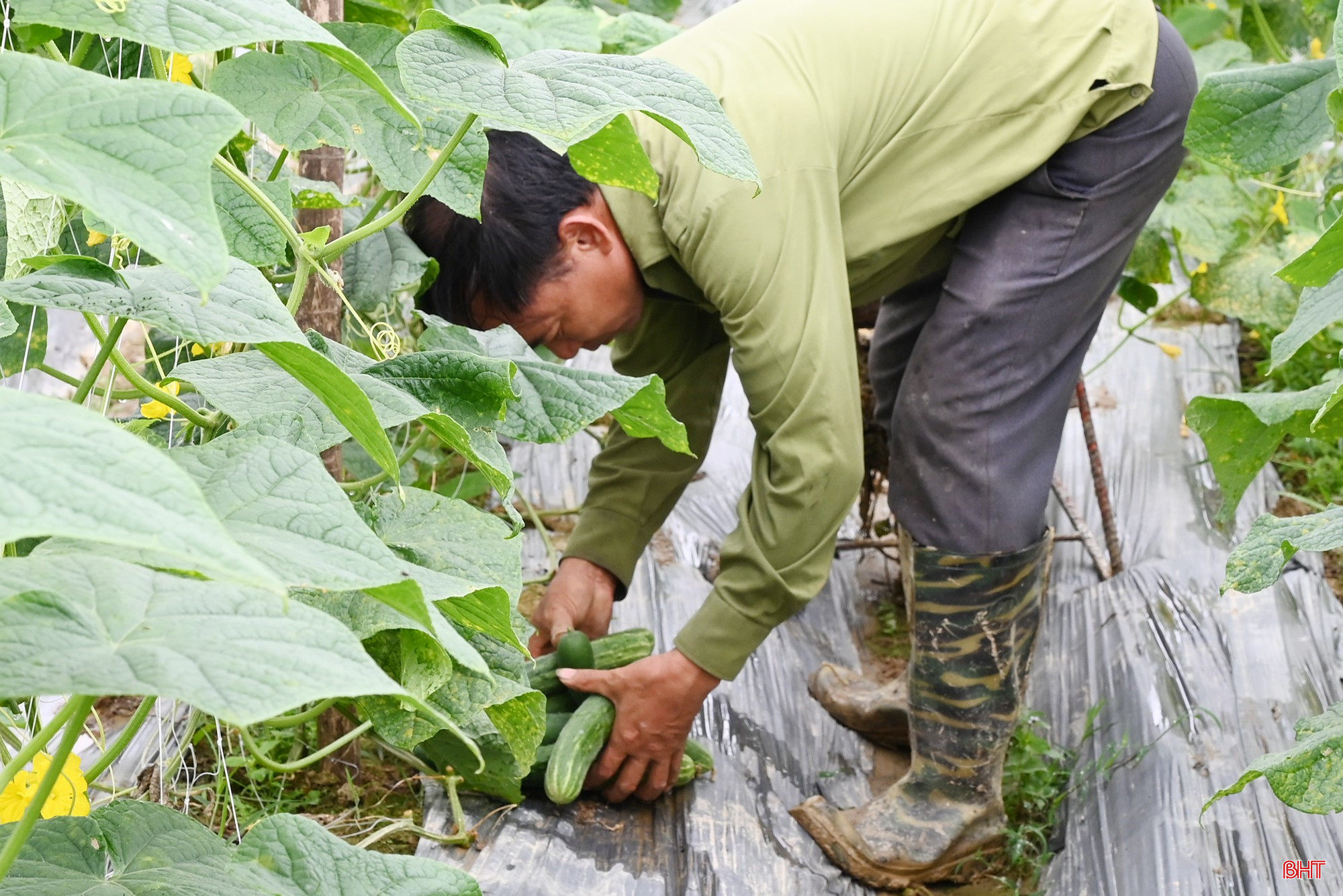 Trong đợt này, dưa được thu mua với giá khoảng 4.000 đồng/kg và có thể thay đổi theo giá thị trường.