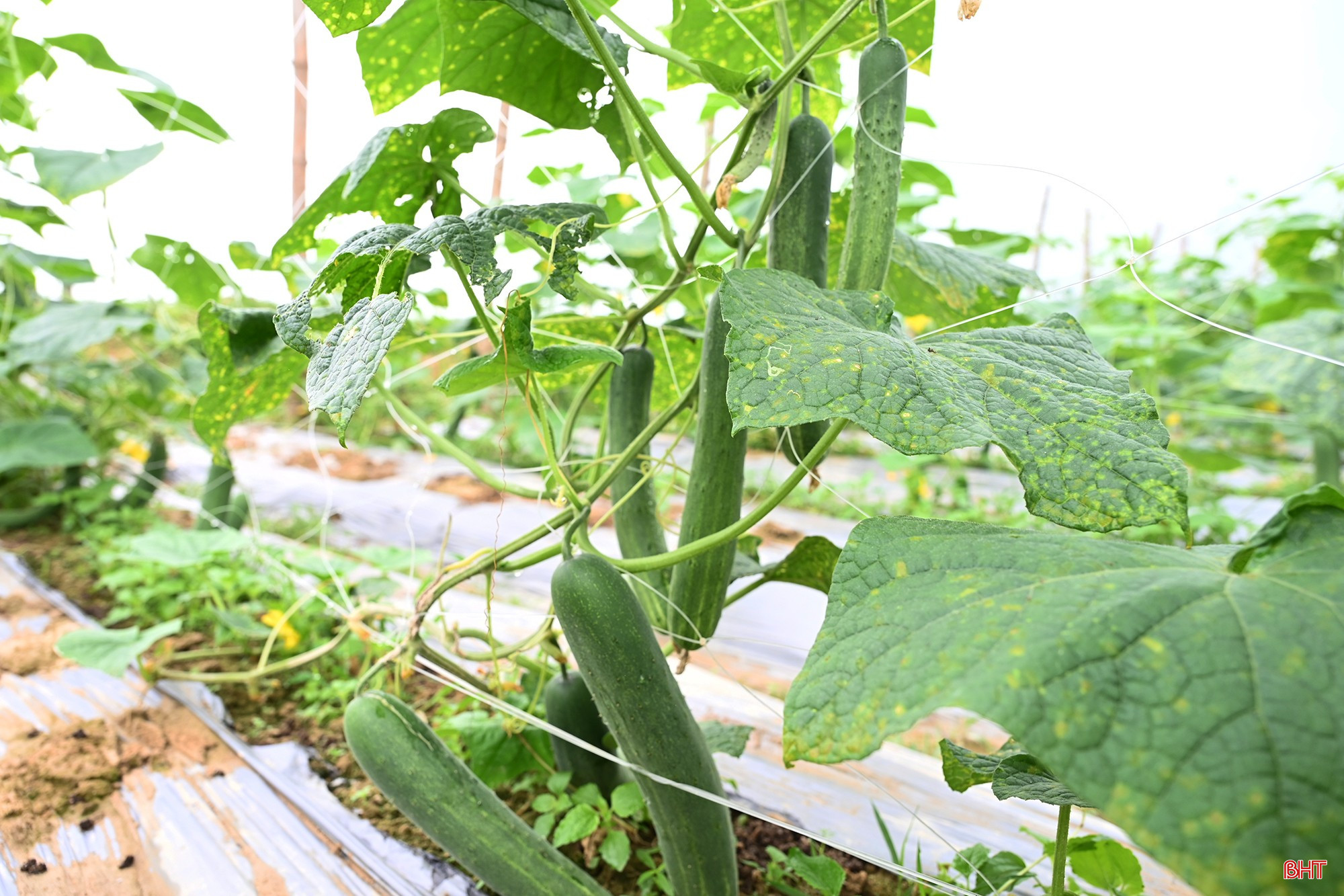 Đến nay, cây dưa sinh trưởng tốt nhờ tuân thủ quy trình kỹ thuật chung, từ chăm sóc đến phòng trừ sâu bệnh.