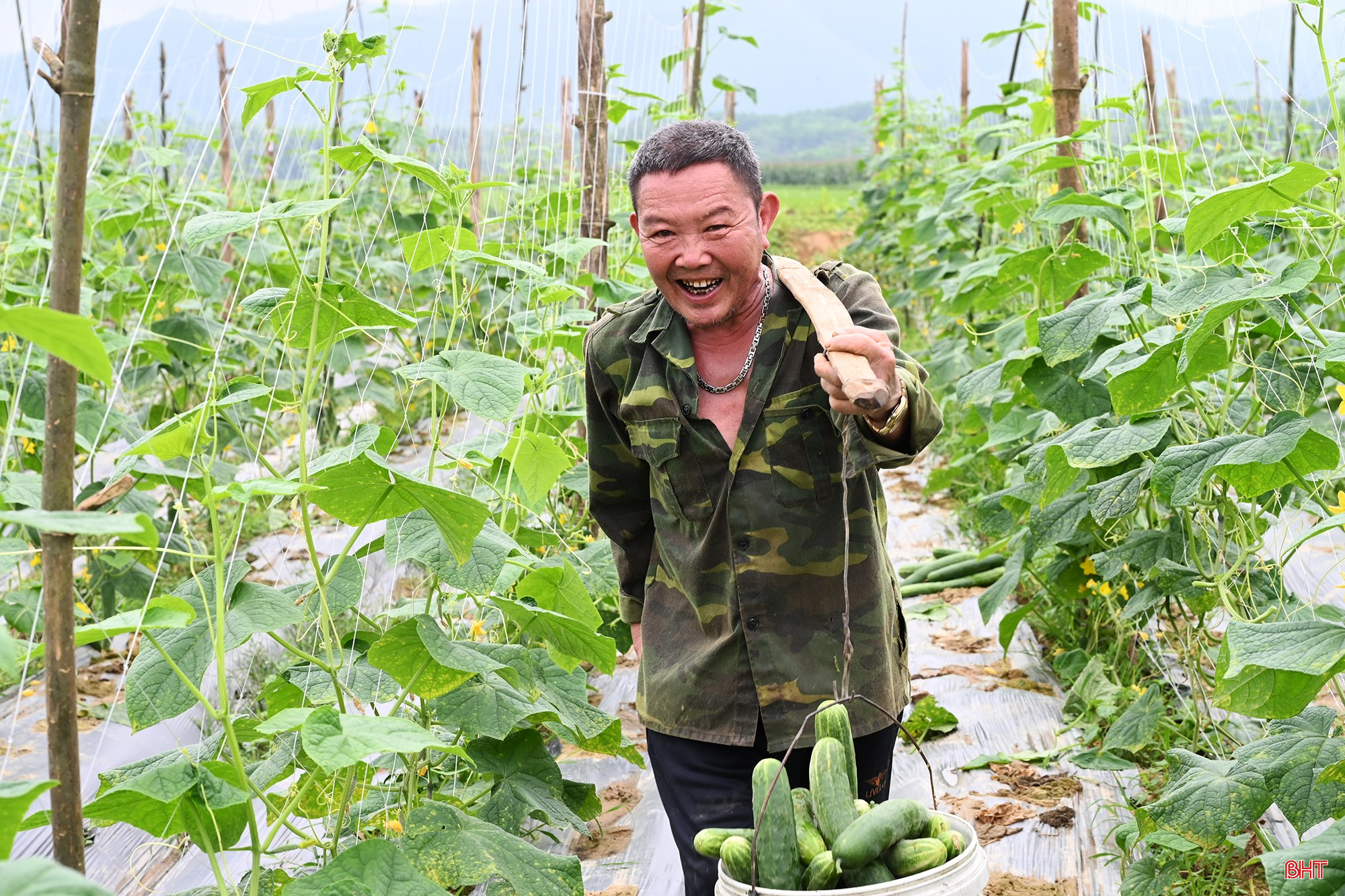 Với năng suất ước đạt khoảng 60 tấn/ha/vụ, mô hình bước đầu cho thấy hiệu quả, mở ra hướng sản xuất liên kết bền vững tại địa phương.