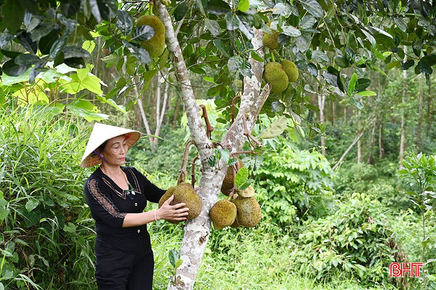 Bà Hoàng Thị Hà – Chi hội trưởng Chi hội Phụ nữ, Hội Nông dân, Hội Người cao tuổi thôn 10, xã Hà Linh cho biết, làng Tân Kiều rất yêu nước trong chiến tranh và nhạy bén làm kinh tế... bqbht_br_a3.jpg