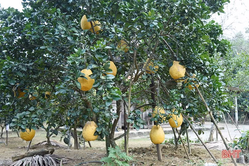 Hấp dẫn bưởi chum ­Hà Linh dịp tết