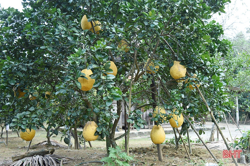 Hấp dẫn bưởi chum Hà Linh dịp tết