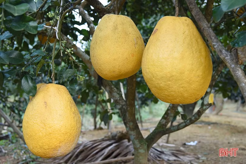 Hấp dẫn bưởi chum ­Hà Linh dịp tết