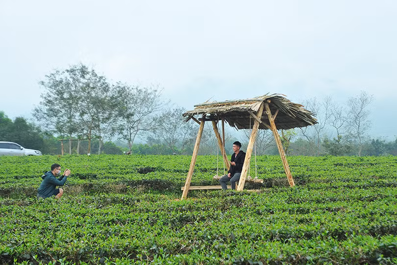 Đồi chè Hương Trà hút khách tham quan dịp tết