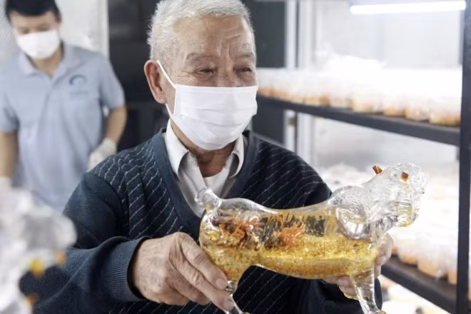 Con hổ và dấu ấn trong đời sống văn hoá Việt