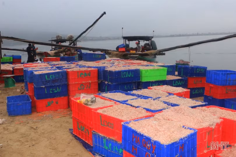 Chuyến biển cuối năm đầy vị “ngọt” của ngư dân Cẩm Nhượng