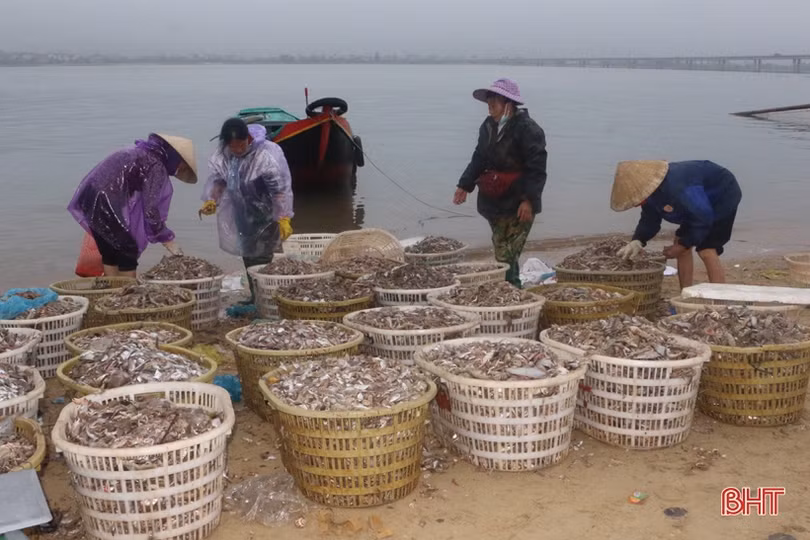 Chuyến biển cuối năm đầy vị “ngọt” của ngư dân Cẩm Nhượng