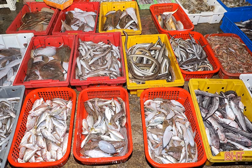 Cảng cá lớn nhất Hà Tĩnh nhộn nhịp ngày cuối năm