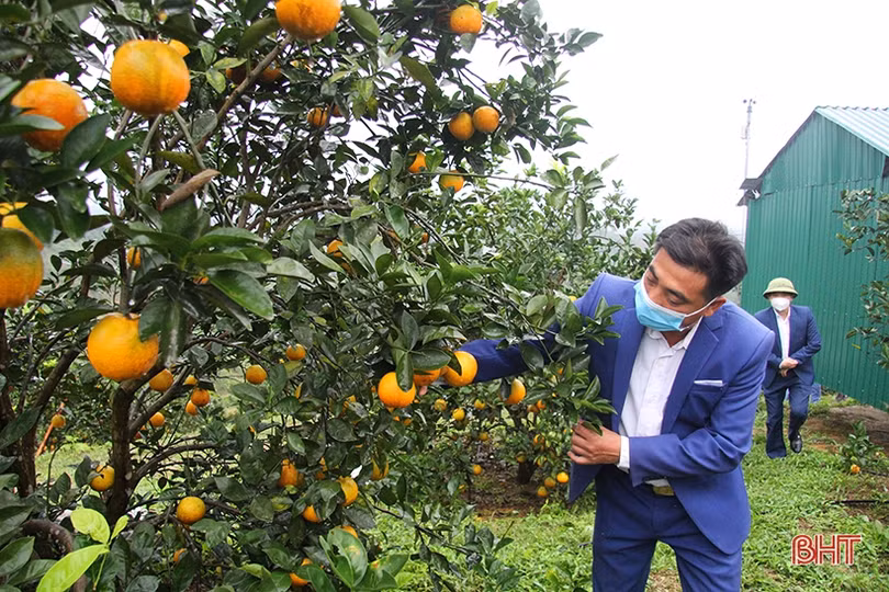 Hương Sơn - mùa lộc mới