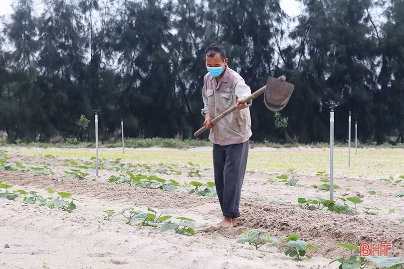 Xanh hóa vùng cát trắng ven biển Hà Tĩnh