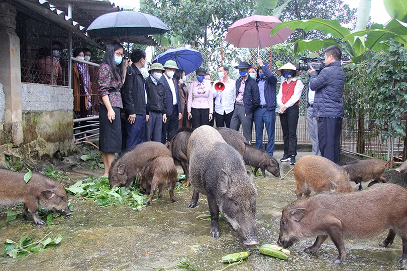 Hương Sơn - mùa lộc mới