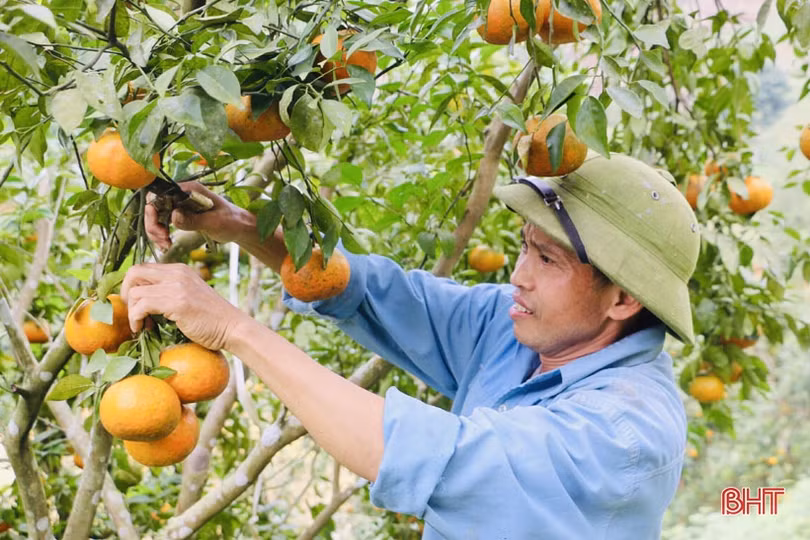 Khí chất Vũ Quang