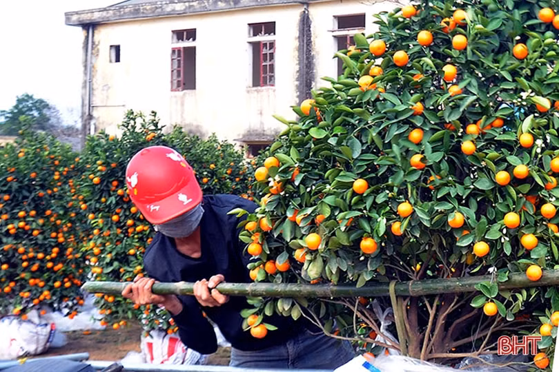 Vườn quất cảnh duy nhất ở Hương Sơn “rộn ràng” xuống phố