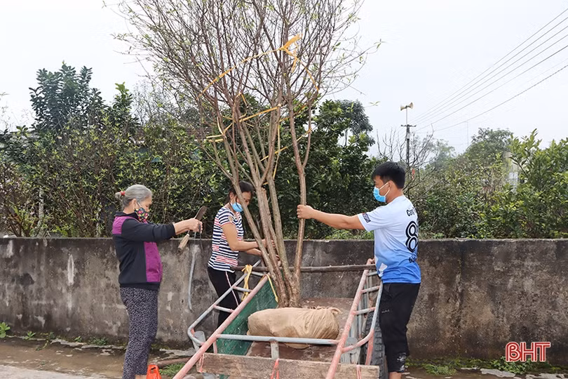 Làng đào xứ Cẩm bung nụ đón tết