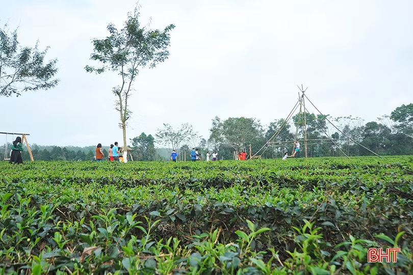 Đồi chè Hương Trà hút khách tham quan dịp tết