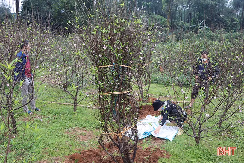 Làng đào xứ Cẩm bung nụ đón tết