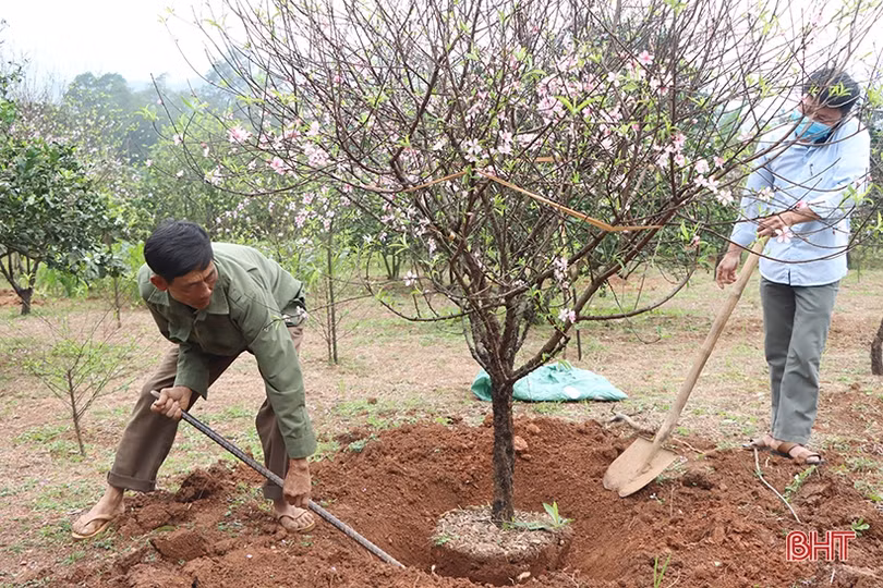 Làng đào xứ Cẩm bung nụ đón tết