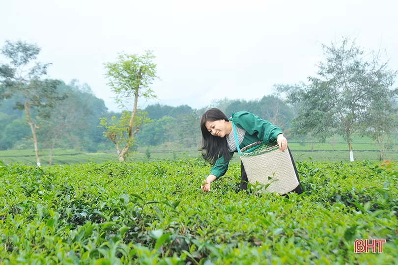 Đồi chè Hương Trà hút khách tham quan dịp tết