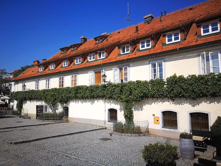 Cây nho gần 500 tuổi vẫn còn xanh tươi và ra trái lúc lỉu