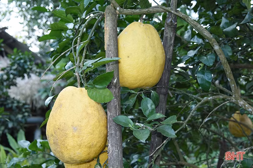 Hấp dẫn bưởi chum ­Hà Linh dịp tết