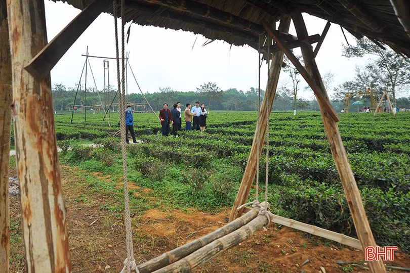 Đồi chè Hương Trà hút khách tham quan dịp tết